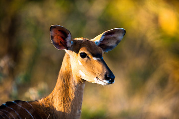 Image showing Nyala