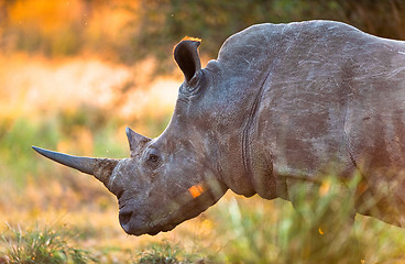 Image showing Rhinoceros in late afternoon