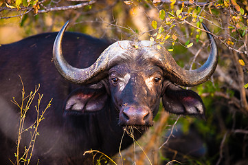 Image showing African buffalo