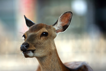 Image showing The deer