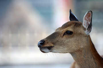 Image showing Deer