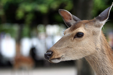 Image showing The deer