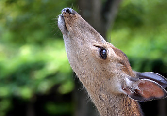 Image showing Deer