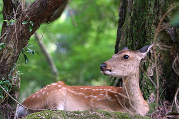 Image showing Baby deer