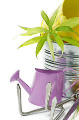 Image showing Watering Can with Gardening Tools