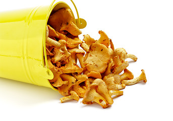 Image showing Chanterelles