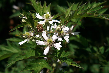 Image showing berry flowers