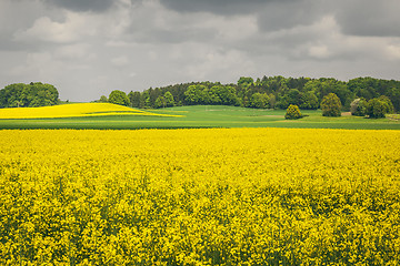 Image showing raps field