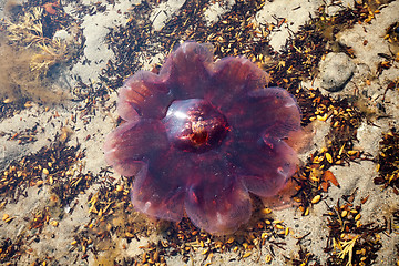 Image showing jellyfish