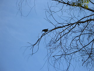 Image showing Trees in the sky