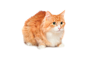 Image showing Lovely fluffy red cat. Isolated