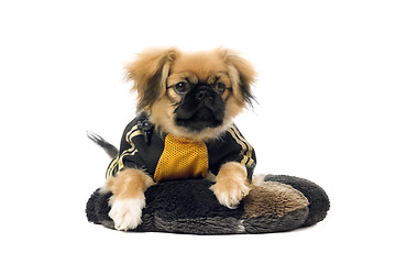 Image showing Pekingese lying on the pillow. Isolated