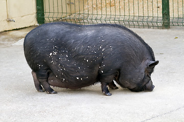 Image showing black pig farm