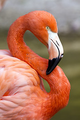 Image showing Flamingo in S