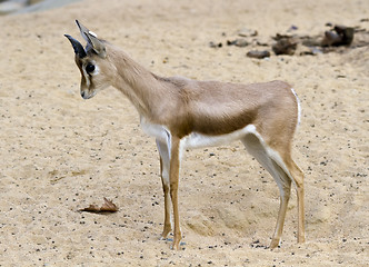 Image showing Small gazelle