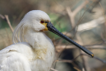 Image showing Common Spoonbill