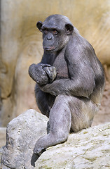 Image showing Closeup of chimpanzee (Pan troglodytes)