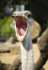 Image showing Close up portrait of ostrich