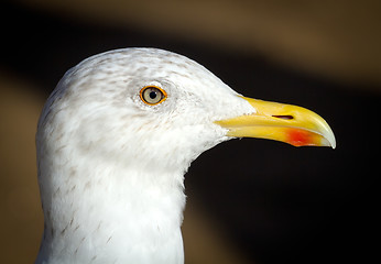 Image showing seagull portrait