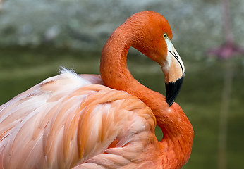 Image showing Flamingo in S