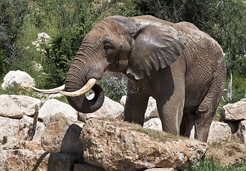 Image showing African elephant, recently bathed.