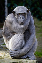 Image showing Closeup of chimpanzee (Pan troglodytes) 