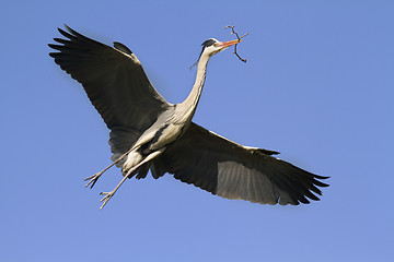 Image showing Blue heron