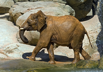 Image showing African elephant, recently bathed.