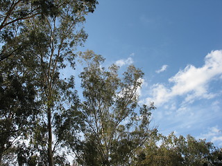 Image showing Over the trees