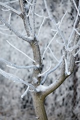 Image showing Winter Tree