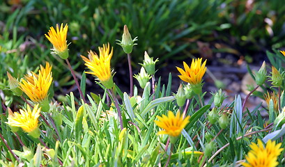 Image showing Ice Plant