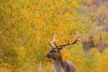 Image showing beautiful fallow deer stag