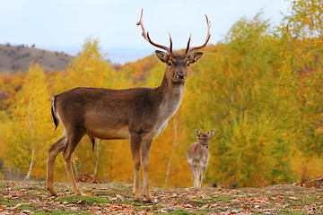 Image showing dama dama male