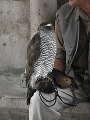 Image showing Bird of prey and handler