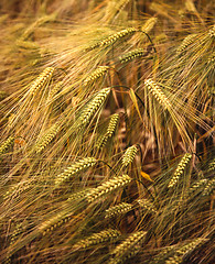 Image showing Golden ears of ripening barley