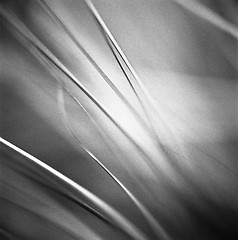 Image showing Ethereal abstract of wild grass