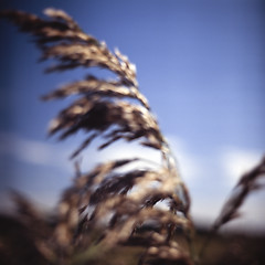 Image showing Abstract blur of wild grass