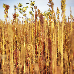 Image showing Flowering wild grasses