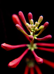 Image showing Red honeysuckle flower bud