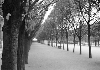 Image showing Trees in Palace garden