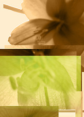 Image showing Floral abstract background