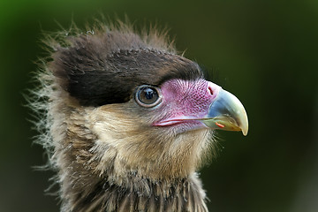 Image showing Portrait head of an eagle