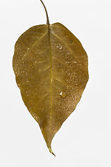 Image showing autumn leaf drop