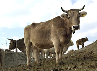 Image showing cows