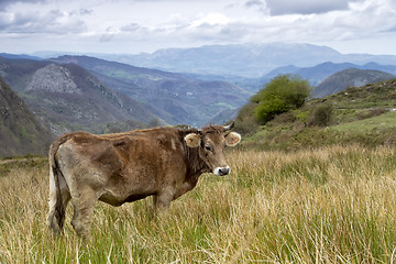 Image showing Cow on a pasture Asturias