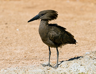 Image showing A Hamerkop, scopus umbretta