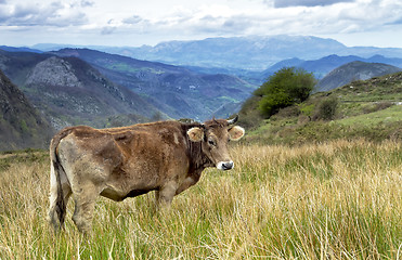 Image showing Cow on a pasture Asturias