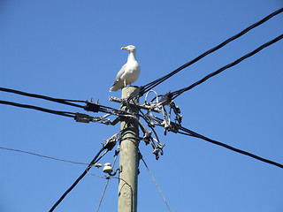 Image showing Albatross sitting on electric post