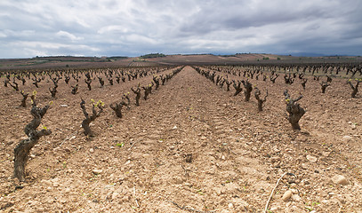 Image showing wineyard in La Rioja, Spain 