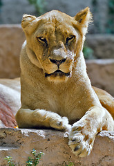 Image showing Lioness